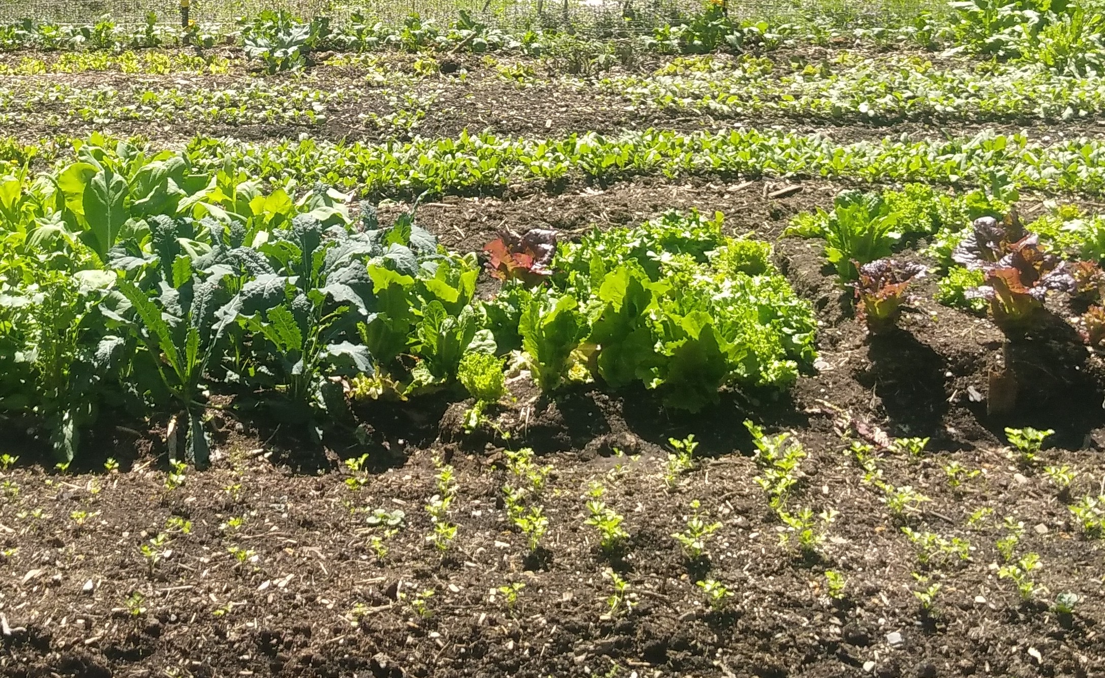 Garden beds