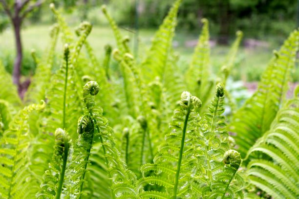 Fiddlehead ferns