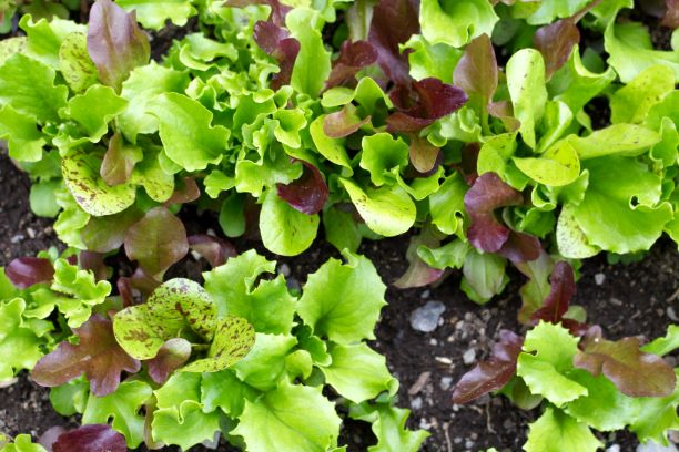 Salad greens growing
