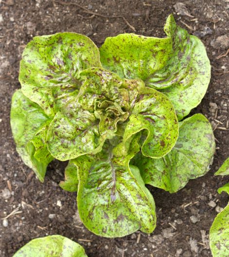 Speckled Amish Lettuce