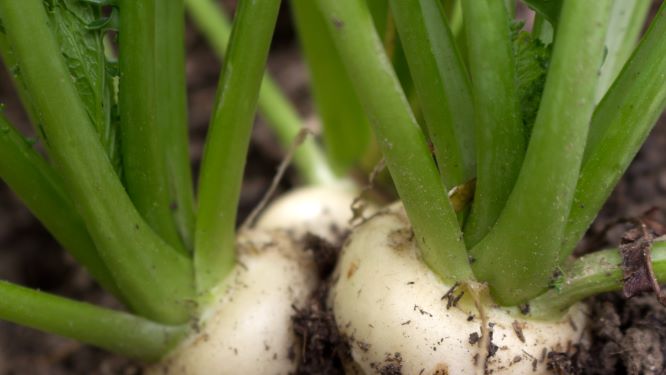 Salad Turnips